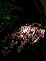 Albums/20200303-Kew Gardens/30